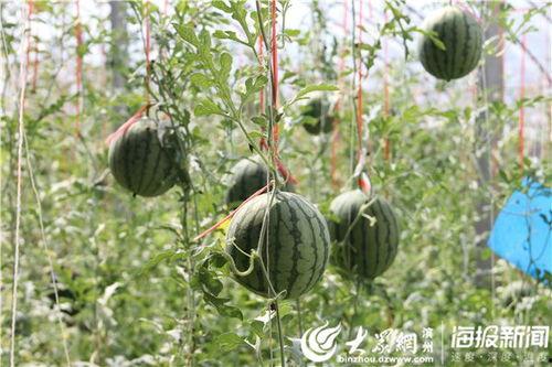 黄县吃瓜事件视频最新版,最新视频揭露惊人真相