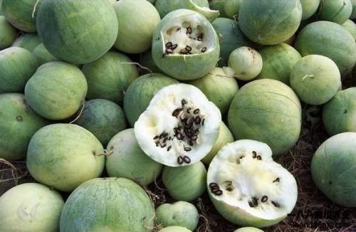 70后吃瓜视频,揭秘吃瓜视频背后的时代变迁