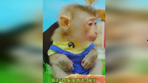 带你吃瓜搞笑鸭子视频在线观看,欢乐视频在线观看