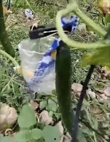 酉阳吃瓜事件真相视频,揭秘真相背后的惊人内幕