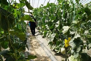 矿中吃瓜视频,矿中吃瓜视频走红网络