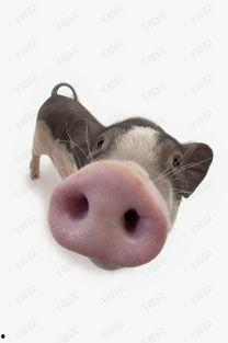 猪吃瓜的素材视频下载,萌宠趣味瞬间，解锁夏日欢乐时光